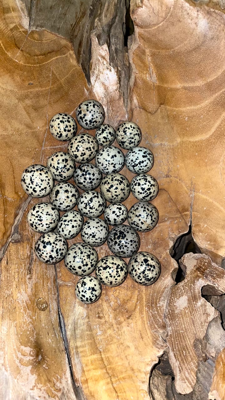 DALMATIAN JASPER