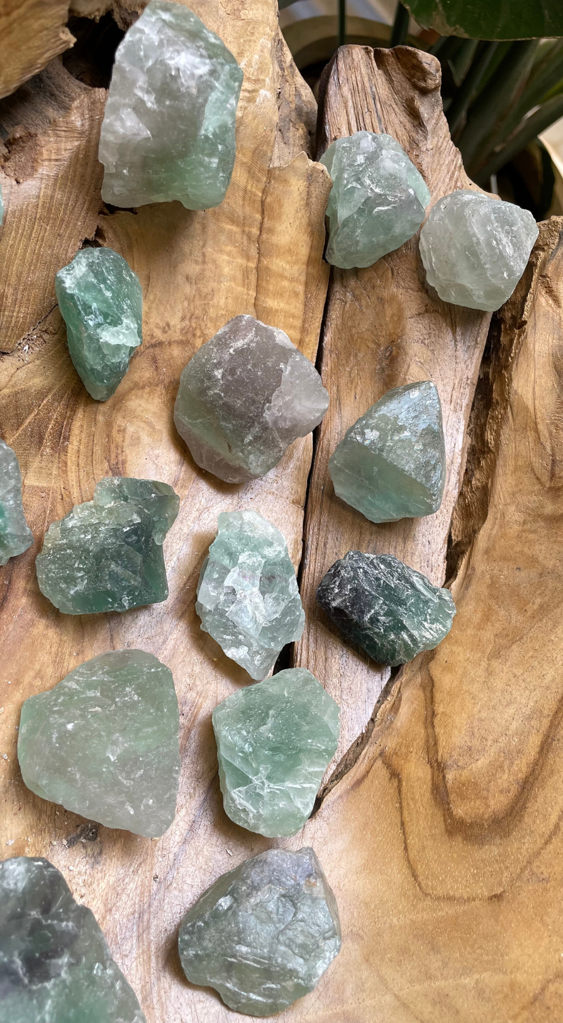 MEDIUM GREEN MICA